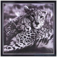 Фотопостер 50 х 50 см &quot;Леопарды&quot; /рамка черный лак с серебром / 275099