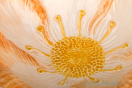 Салатник 33 х 33 х 13 см &quot;Цветок оранжевый&quot; / 233487